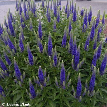 Veronica spicata 'Glory' ('Royal Candles'), thktdyke